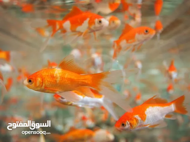 سمك القولد فيش توصيل فقط