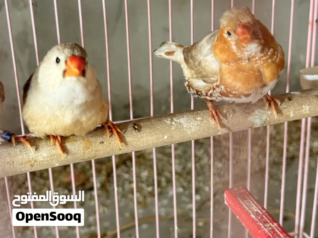 فناجس هاف اورنج شوف الوصف