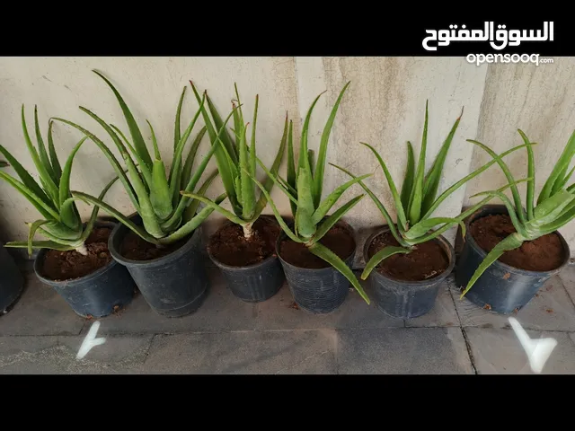 نباتات اوليفيرا معالجة طبية يوصف بها دكاترة الجلدية