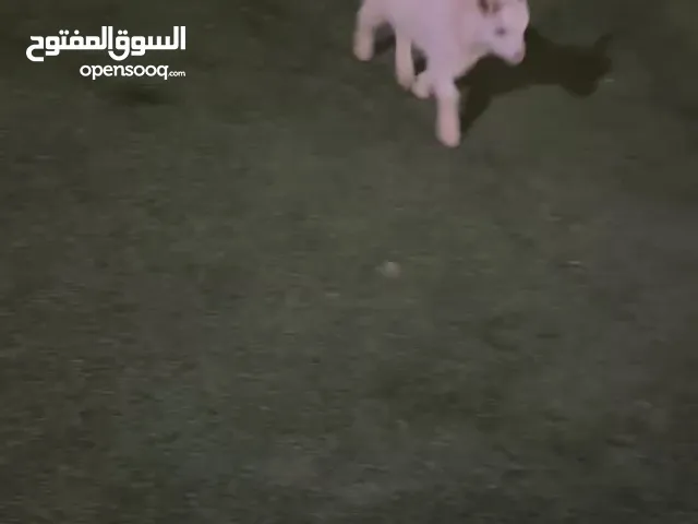 تيس قزم للبيع قابل للتفاوض