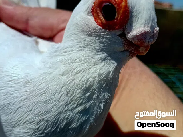 حمام للبيع موجودات في مادبا بوصلو عمان المقابلين للجادين التواصل ع تلفون
