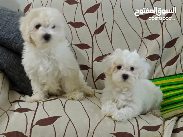 Malatese Puppy - 2months old