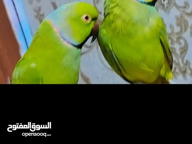 كلشي بلوصف