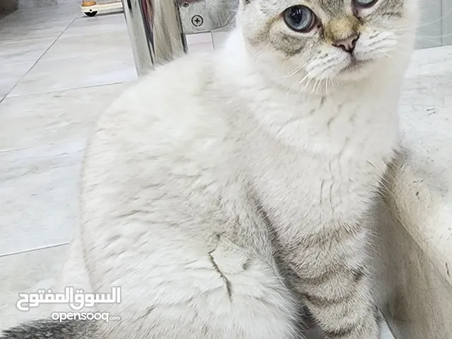قط سكوتش ذكر عمر 1سنه للبيع