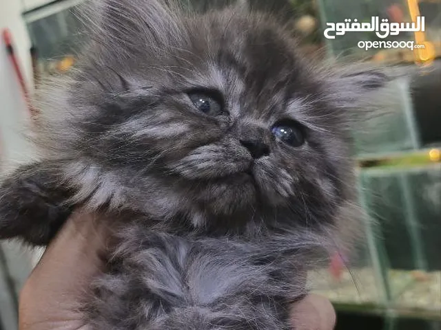 اسمر / برتش مكس هملايا لوسي / شيرازي مكس سكوتش فولد