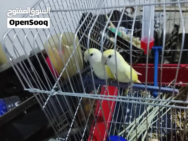 كوبيه روز بي الضمان خوصه 2023 حجم جامبو