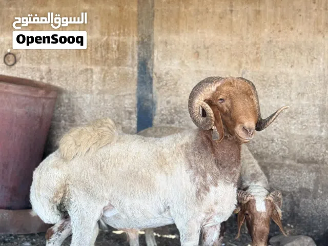 حوالى للبيع