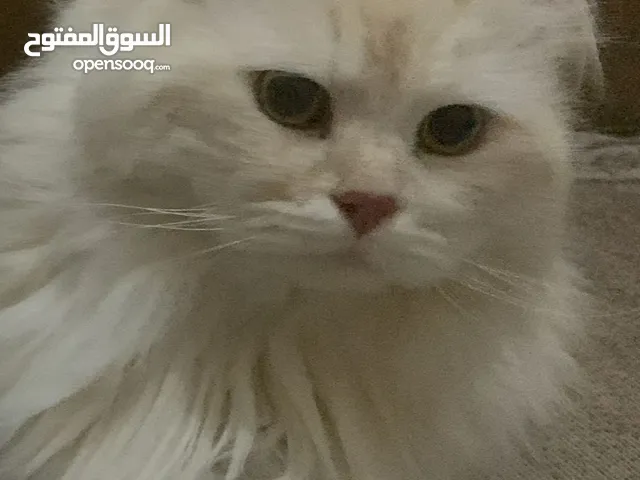 قط للبيع  1500