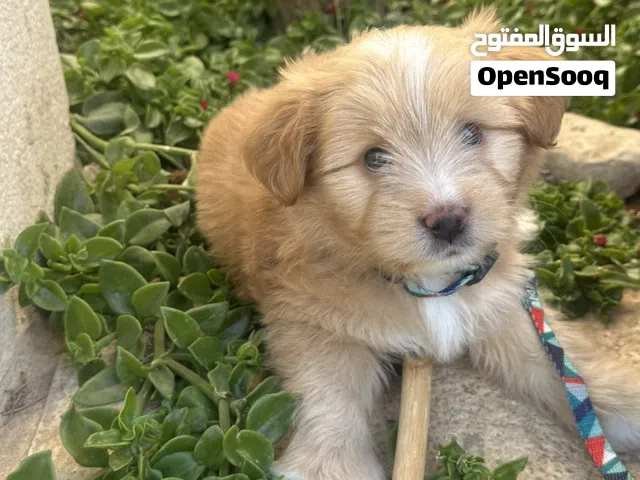 كلب مالتيبو عمر شهرين للبيع التفاصيل بالوصف