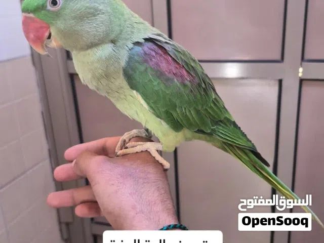 متوه نيبالية اليفة انتاج البحرين سوبر جامبو  السعر80 دينار