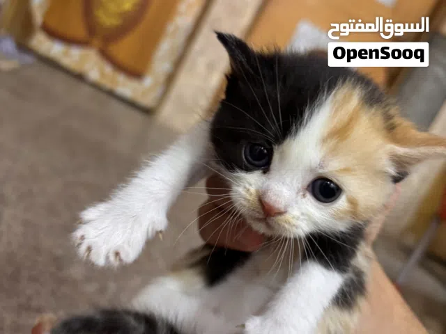 قطة شيرازي مع خمس اطفال للبيع