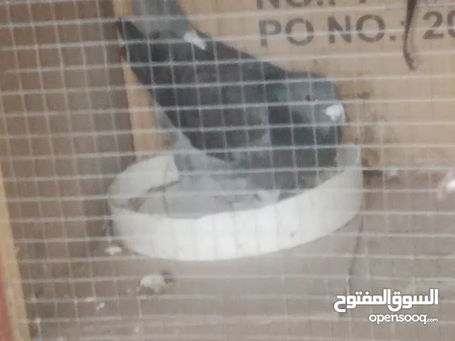 حمام للبيع مع قن واحد سعر من آخر