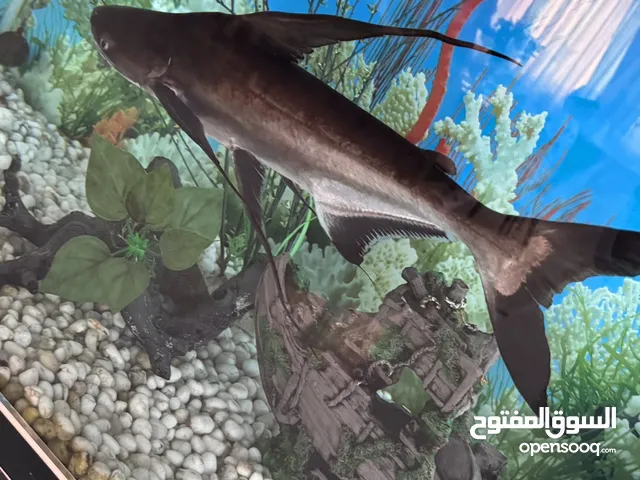سمكة شارك Shark fish