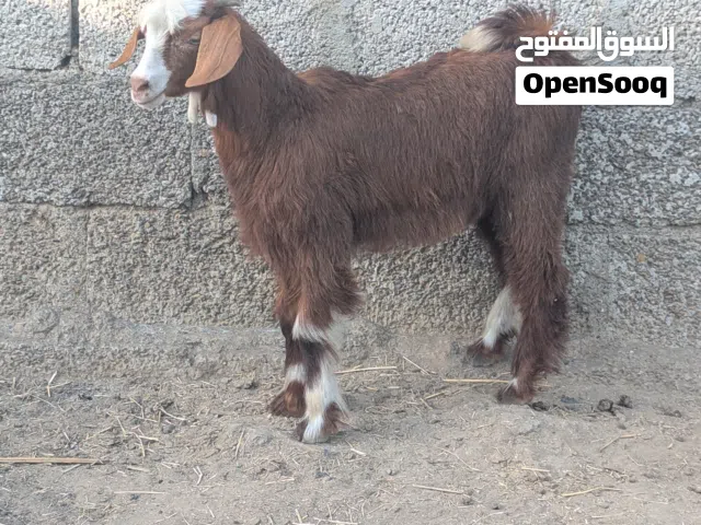 جدي للبيع سمين تبارك الله