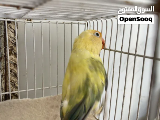 متاح فحل غندوره بزار طير نضيف وصحه ماشالله