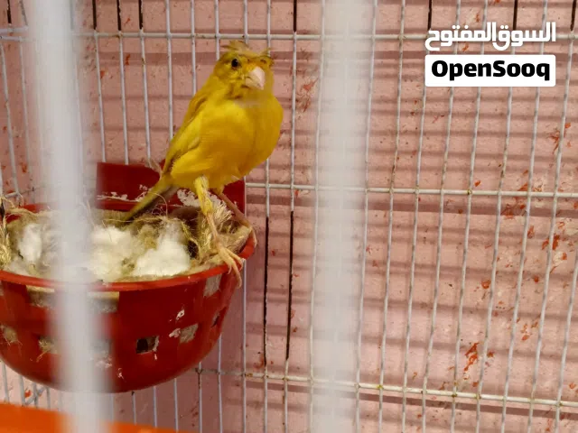 طيرة مقنبره فسفوريه جاهزه