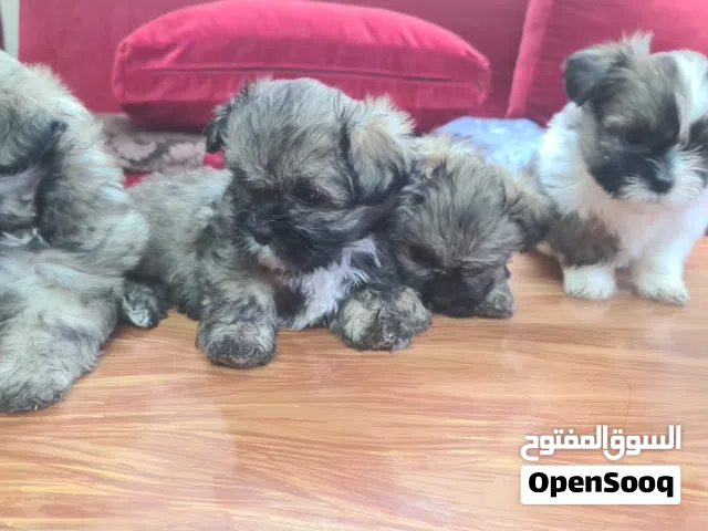 shih tzu puppies 2 months old