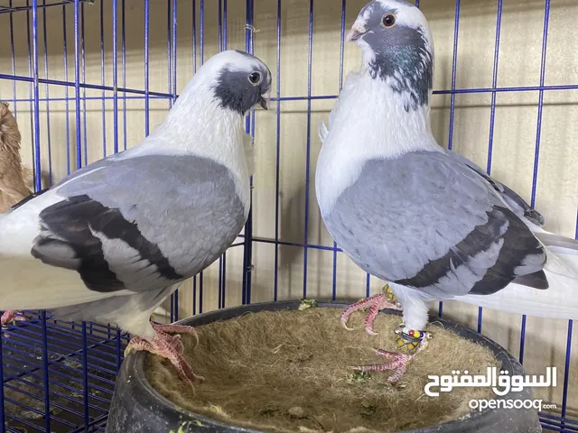 حمام سوري انتاج وكش
