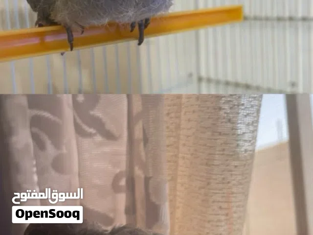 فرخ حمام بري