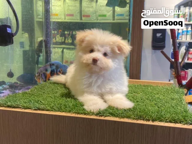 puppy maltes mini  جرو مالتيز ميني