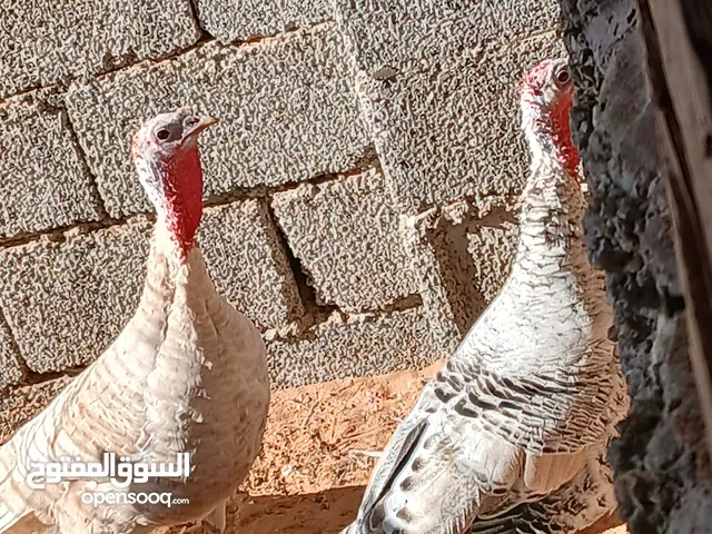 متوفر بفضل الله ديك رومي زوز دجاجة وفروج حاجة ربي يبارك خالية من الأمراض ويدحو ولون الله يبارك رقم 0