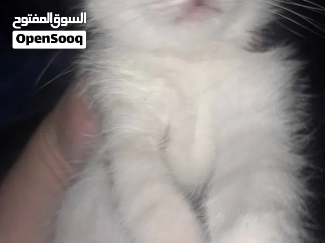 قطة مع أطفالها للتبني
