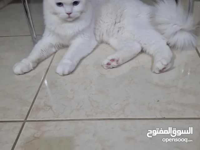 قط شيرازي منزلي