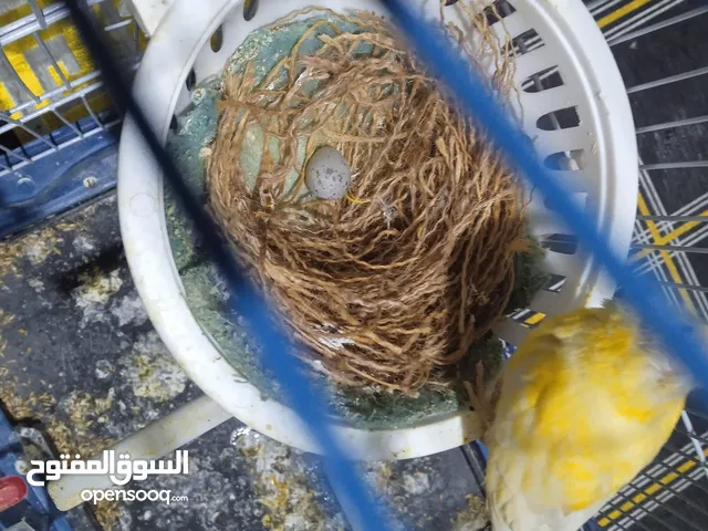 جوز كنار اصفر تحتيهم بيض للبيع عمان الذراع