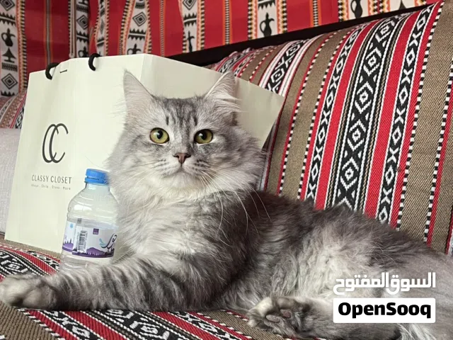 قط شيرازي ذكر أليف وهادي جدا متعود على اللتر بوكس وأكله الخاص لونه رمادي