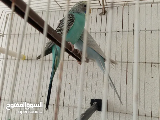جوز طيور الحب مشكل 25دينار