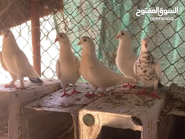 حمام للبيع