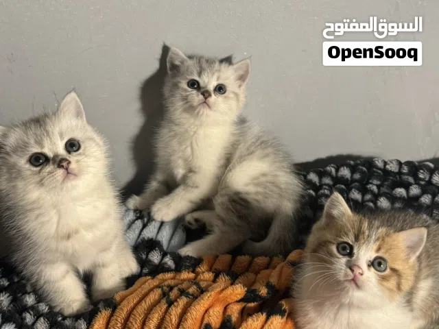 للبيع كتنز العمر شهرين