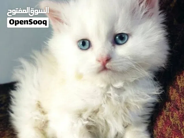 قطط شيرازي صغار لزيزات