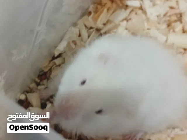 هامستر أناث