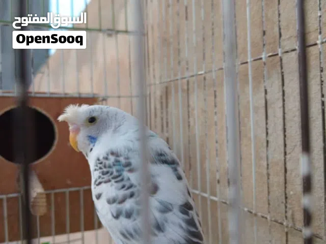 دكر بقلينو مشوش اقرا الوصف