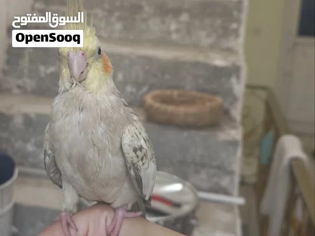 كوكتيل اليف للبيع