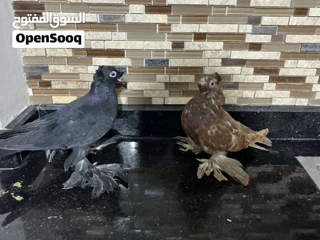 انتاج اوزبك للبيع