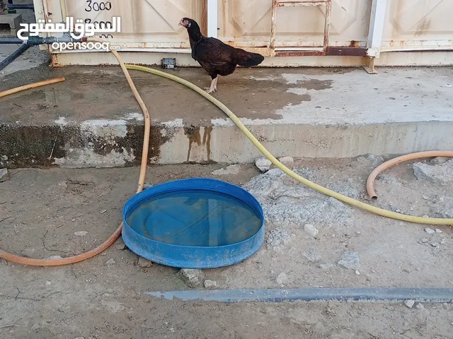 دجاج جاغيري باكستاني