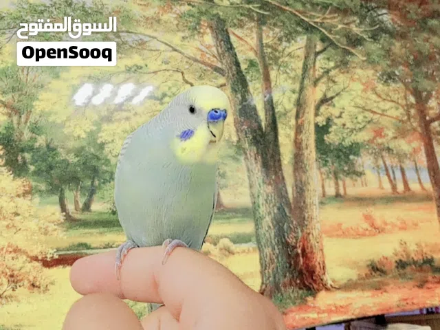 طير حب متكلم