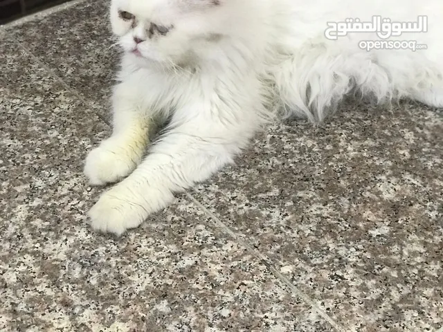 قطة همالايا للتبني
