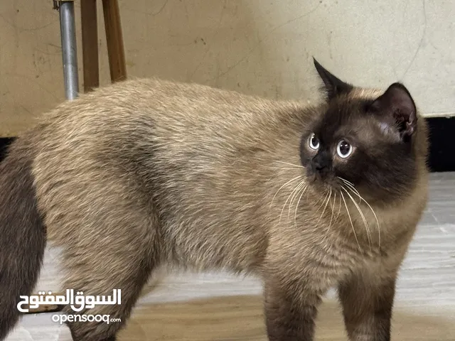 قط سيامي هوت جوكلت العمر 8-9 اشهر كامل الفحوصات للبيع و بي مجال مكان البيع الاعظمية