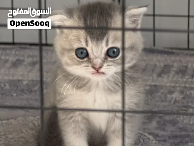 للـتبني بمقابل (Scotch Fold Pure)