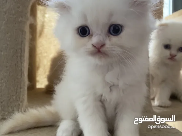 قط صغير أبيض عيون زرقاء - الاذن فولد على الام - السعر قابل للتفاوض - تاريخ الولادة ابريل 7