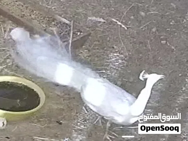 طاوز ابيض ملكي للبيع