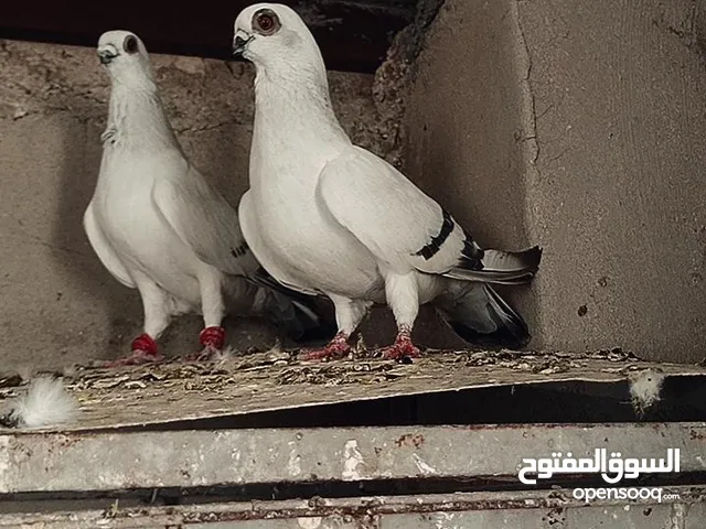 متاح جوز شغال و مكفول نخب النخب الفحل اقطش