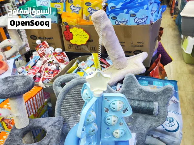 لعبة قطة 2026