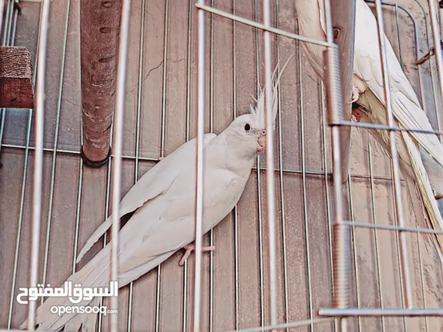 السلام عليكم متاح جوز كوكتيل شغالات ومكفولات سوبر جامبو الذكر البينو عين حمراولانثى لاتينواقرا الوصف