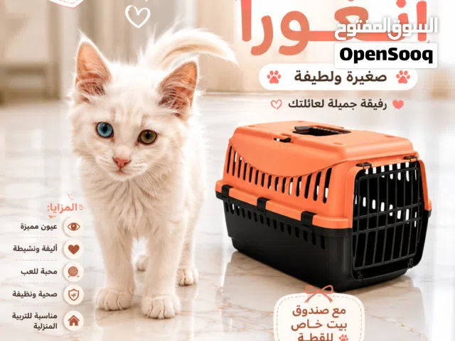 قطة تركش انغورا