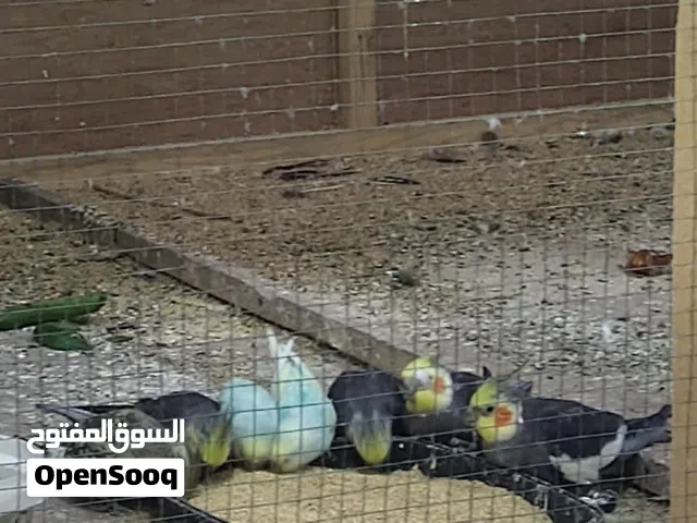 السلام عليكم كوكتيل زوج مع بناتهن 3 عمر بناتهن سنه وطيور حب اثنين كلهن ب 100 وبيهن مجال مكاني بصره