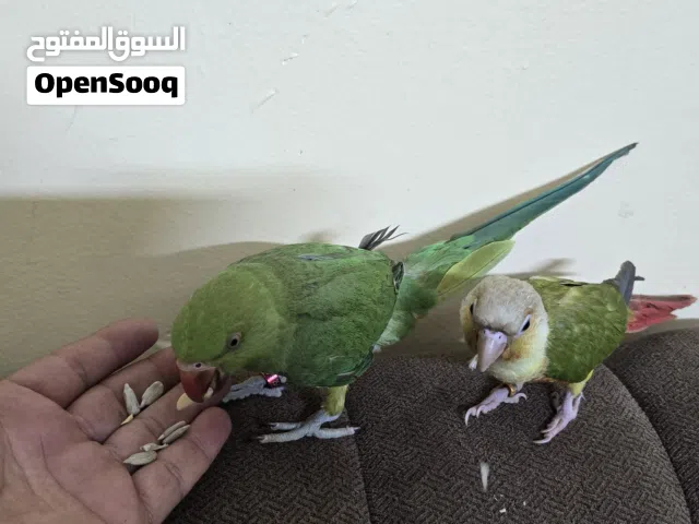 للبيع ببغاء الدره وببغا كنيور اناناسي
